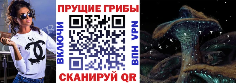 Галлюциногенные грибы Psilocybine cubensis  как найти   Сельцо 